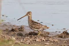 Gallinago paraguaiae