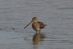Gallinago paraguaiae