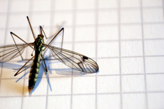 Nephrotoma lamellata