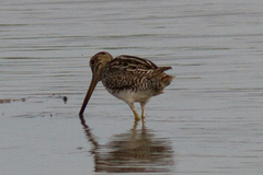 Gallinago paraguaiae