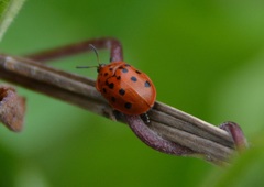 Chelymorpha cassidea