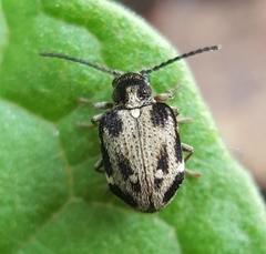 Trymolophus