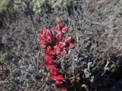 Dudleya palmeri