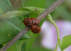 Chelymorpha cassidea