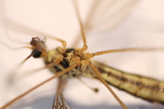 Nephrotoma lamellata