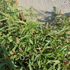 Amaranthus muricatus