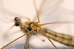 Nephrotoma lamellata