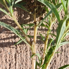 Amaranthus muricatus