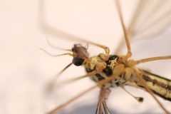 Nephrotoma lamellata