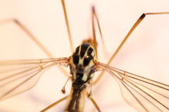 Nephrotoma lamellata