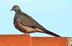 Streptopelia chinensis
