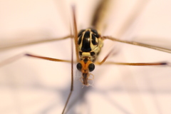 Nephrotoma lamellata