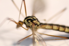 Nephrotoma lamellata