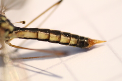 Nephrotoma lamellata