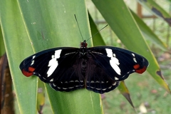 Catonephele numilia penthia