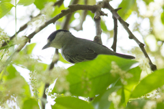 Pachyramphus rufus