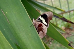 Catonephele numilia penthia