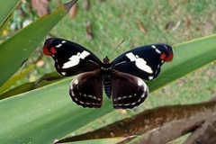 Catonephele numilia penthia