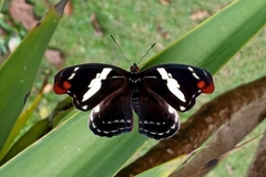 Catonephele numilia penthia