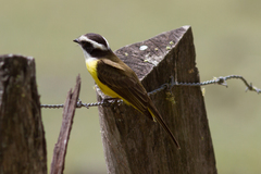 Phelpsia inornata