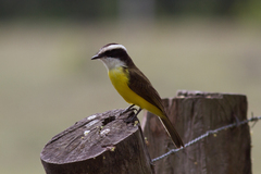 Phelpsia inornata