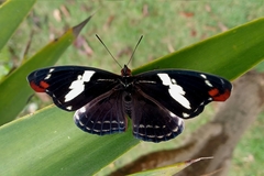 Catonephele numilia penthia