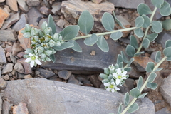 Telephium imperati