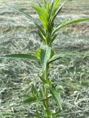 Magnoliopsida