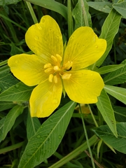 Ludwigia grandiflora