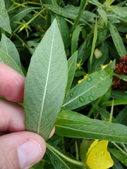 Ludwigia grandiflora