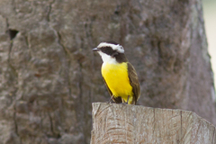 Phelpsia inornata