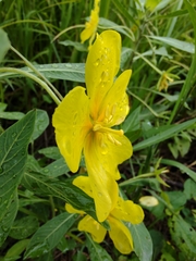 Ludwigia grandiflora