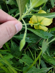 Ludwigia grandiflora