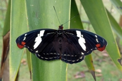 Catonephele numilia penthia