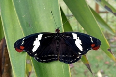 Catonephele numilia penthia