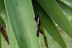 Catonephele numilia penthia