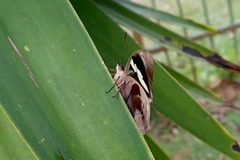 Catonephele numilia penthia