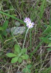 Primula incana