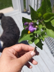 Solanum dulcamara