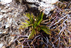 Aciphylla similis