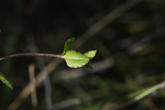 Gonocarpus aggregatus