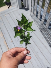 Solanum dulcamara