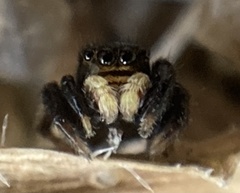 Euophrys herbigrada