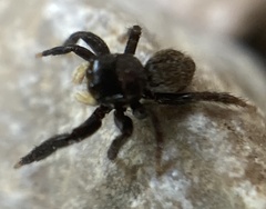Euophrys herbigrada