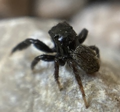 Euophrys herbigrada