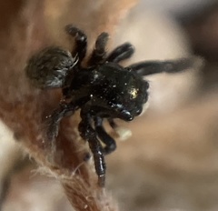 Euophrys herbigrada