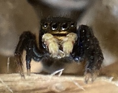 Euophrys herbigrada