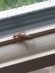 Cephaloon lepturides