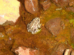 Pleurodema bufoninum