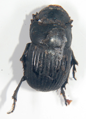 Copris minutus